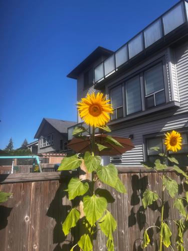 New, Spacious 2 Bedrooms in Downtown With Free Parking!, Maple Ridge (foto 5)