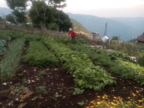 Etno Koliba - Bed & Breakfast in Lukomir