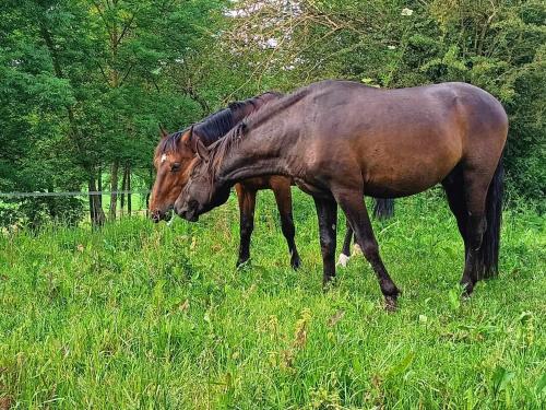 Kert, Studio indépendant (Studio independant) in Verdelot