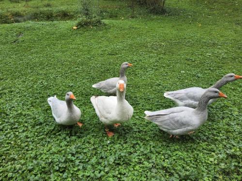 Ferienwohnung Am Neetzetal