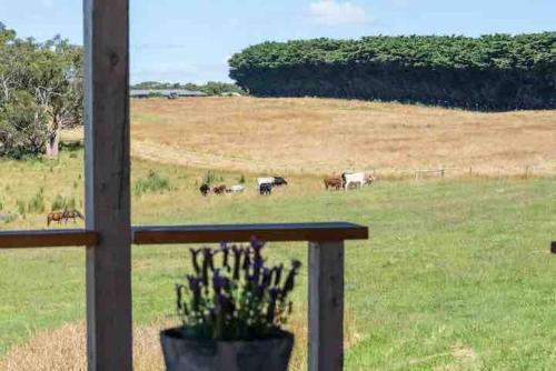 Amaroo in Timboon
