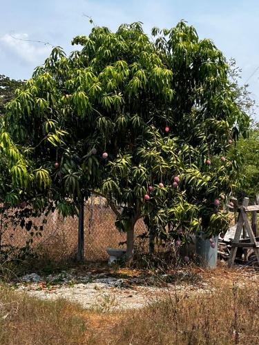 Casa Comal & cacao in Comalcalco