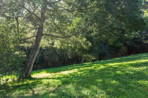 Forest Glades Forest Glades