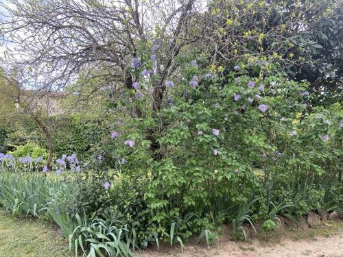 Chez manou Chez manou