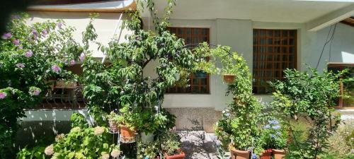 Garden Guest House, Tirana (zdjęcie 8)