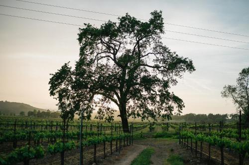 Beltane Ranch - image 11