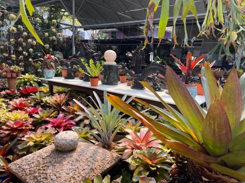 绿色小屋民宿 绿色小屋民宿