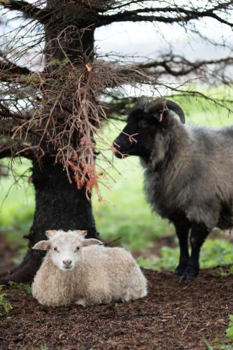 Gistihúsið - Lake Hotel Egilsstadir