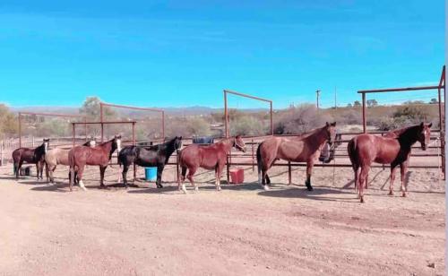 ขี่ม้า, The Wickenburg Guest House in วิคเกนเบิร์ค