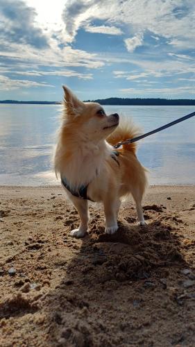 Loma Kallioniemi in 艾赫泰里