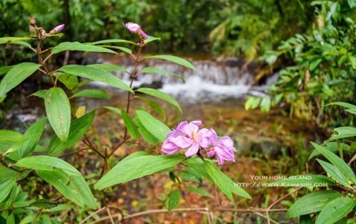 Kama Siri Koh Kood Kama Siri Koh Kood