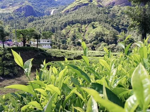 Közeli látványosságok, Munnar home stay in Munnar