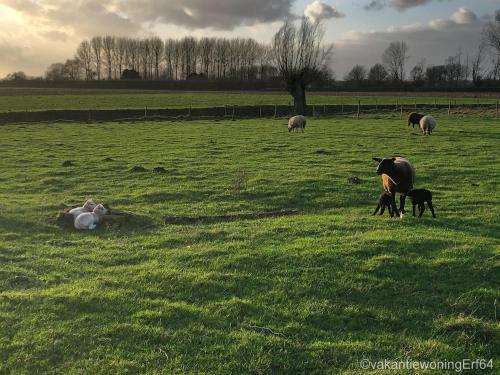 Omgivelser, Vakantiewoning Erf64 in Sint-Amands