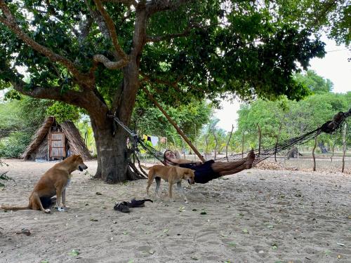 Dārzs, Nilana beach cabana in Panama