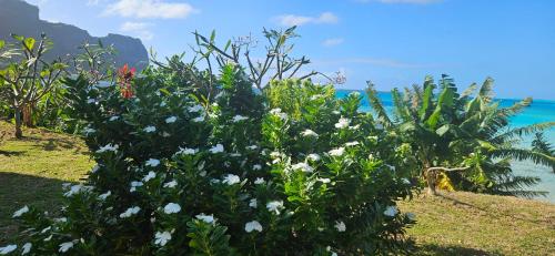 المنطقة المحيطة, Taria Camping in Maupiti Island