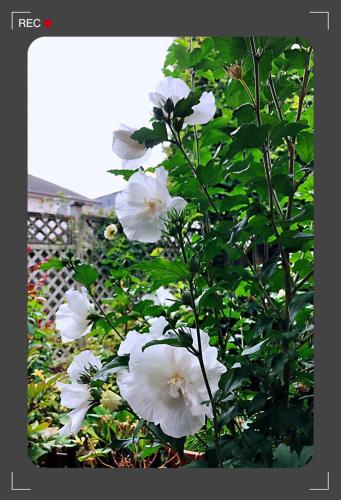 Scorpio House Langley- ROOM 3