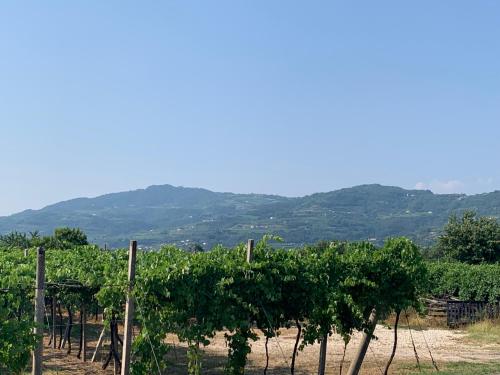 Residenza Viti del Durello Locazione turistica in Gambellara (Vicenza)
