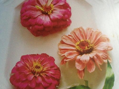 A Cayuga LakeFront Inn - Hotel Alt, Ithaca New York