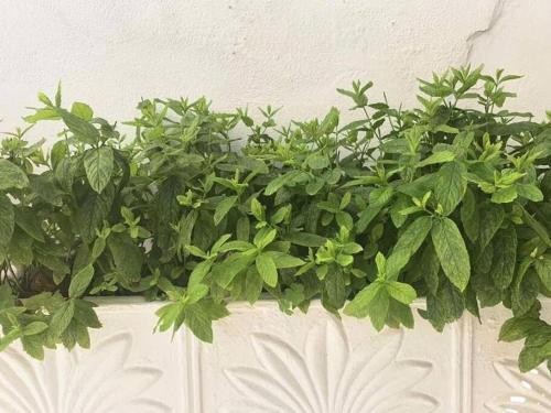 Dolce Vita - In the heart of Lefkada - Lefkada BnB