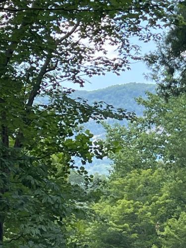 Nees Nest in Lake Lure, USA