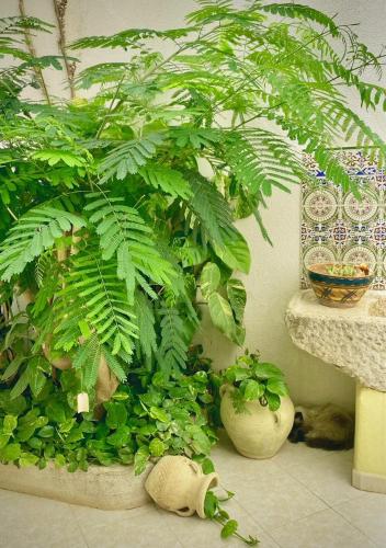 Araba Fenice Hotel - image 2