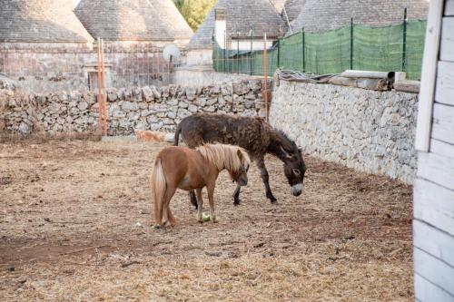  Trullo Cinquenoci Suite in Locorotondo