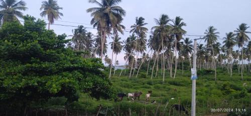Hotel Los cocos Hotel Los cocos