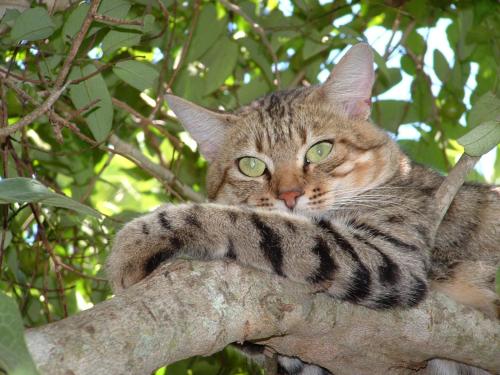 Emdoneni Lodge with Zululand Cat Conservation Project Emdoneni Lodge with Zululand Cat Conservation Project