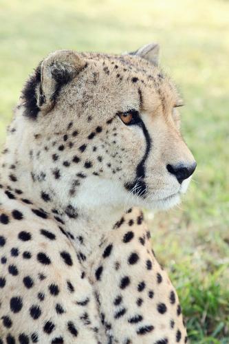 Emdoneni Lodge with Zululand Cat Conservation Project Emdoneni Lodge with Zululand Cat Conservation Project