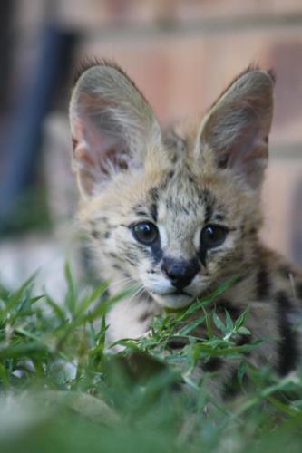 Emdoneni Lodge with Zululand Cat Conservation Project Emdoneni Lodge with Zululand Cat Conservation Project