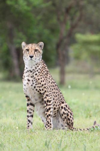 Emdoneni Lodge with Zululand Cat Conservation Project Emdoneni Lodge with Zululand Cat Conservation Project
