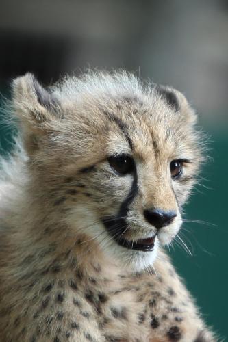 Emdoneni Lodge with Zululand Cat Conservation Project Emdoneni Lodge with Zululand Cat Conservation Project