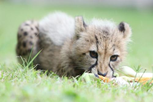 Emdoneni Lodge with Zululand Cat Conservation Project Emdoneni Lodge with Zululand Cat Conservation Project