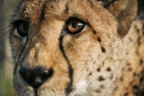 Emdoneni Lodge with Zululand Cat Conservation Project Emdoneni Lodge with Zululand Cat Conservation Project