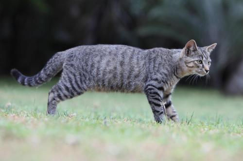 Emdoneni Lodge with Zululand Cat Conservation Project Emdoneni Lodge with Zululand Cat Conservation Project