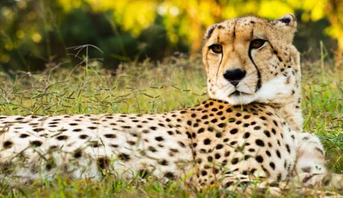 Emdoneni Lodge with Zululand Cat Conservation Project Emdoneni Lodge with Zululand Cat Conservation Project