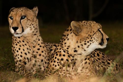 Emdoneni Lodge with Zululand Cat Conservation Project Emdoneni Lodge with Zululand Cat Conservation Project