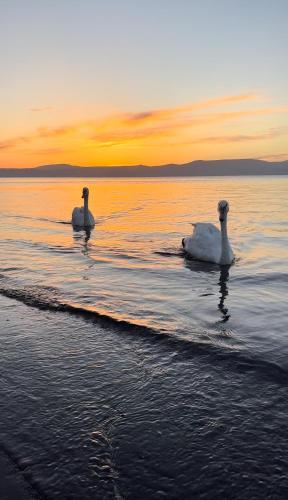 EQUIFLY naturalhouse alloggio turistico in Manziana