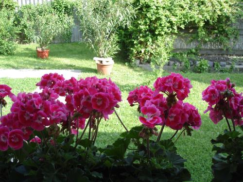  Liza Apartman in Gyula
