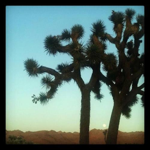 Stephs Panorama Paradise-Natl Park minutes away in Joshua Tree, USA