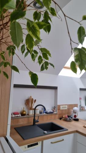 Apartma Katarina in Bodesce