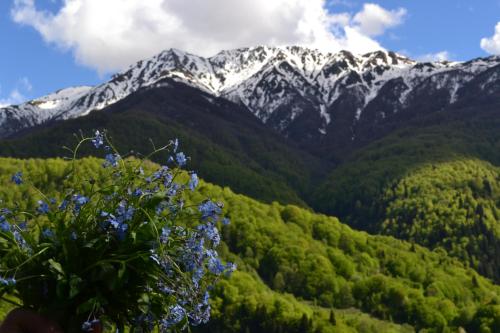 Dariani Cottage in Oni