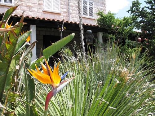 Guest House Maria Bilicic - image 12