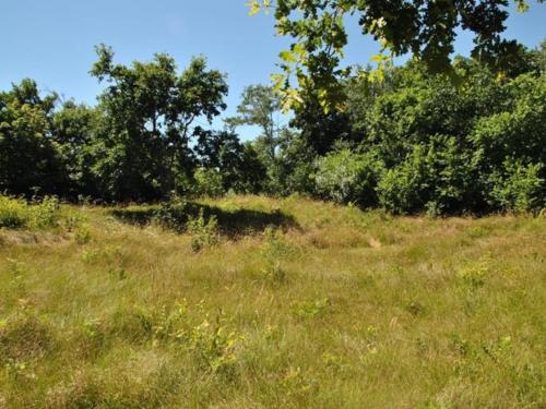 Uilen in De Cocksdorp