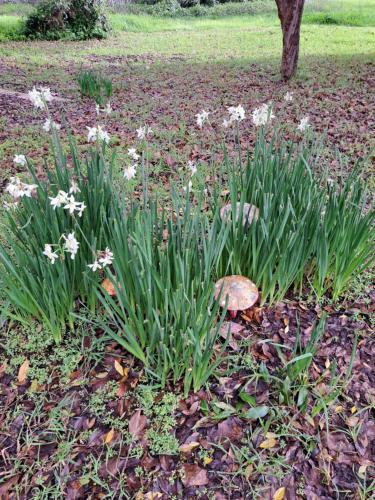 สวน, Brookvale House Balingup in บาลิงอัป