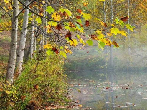 The Cottage at Perkins Hollow The Cottage at Perkins Hollow
