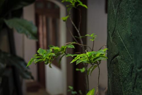 Cielo Residence, Kandy (fotografie 11)