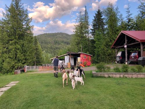 Kilátás, Basement Suite on a Goat Farm in Rossland (Brit Kolumbia)