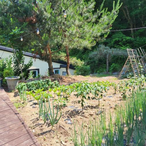 Garden, Samhyeongjebonggil Pension in Jumunjin-eup