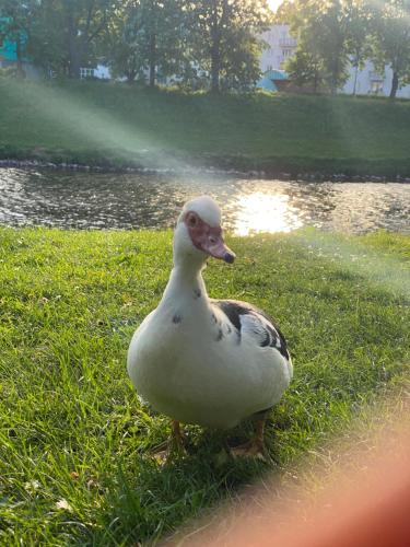 ARK Village Liberland